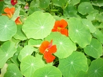 2007年7月-8月タヒチ、イースター島 092.jpg