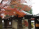 紅葉と瓦屋根.jpg