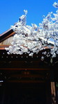 靖国神社能楽堂と桜201104051457000.jpg
