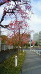 紅枝垂れ桜並木201104080734001.jpg