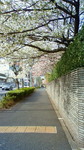 芝浦中央公園付近201104080735001.jpg