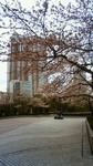 西新宿桜201104081012000.jpg