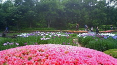 皇居東御苑 花菖蒲 かきつばた 躑躅 201106071633000.jpg