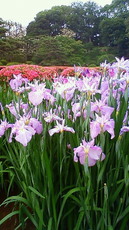 皇居東御苑 花菖蒲 かきつばた 201106071634001.jpg
