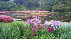 皇居東御苑 躑躅 花菖蒲 杜若 201106071635000.jpg