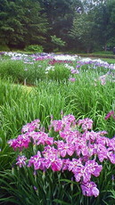 皇居東御苑 花菖蒲 かきつばた 201106071635001.jpg