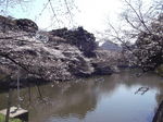 桜 千鳥が渕2011年1月-4月歌舞伎ー桜 069.jpg