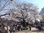桜 千鳥が渕2011年1月-4月歌舞伎ー桜 088.jpg